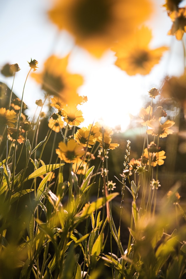 In Blüte stehende Wiese mit sonnengelben Wildblumen - entdecke Deine innere Kraft